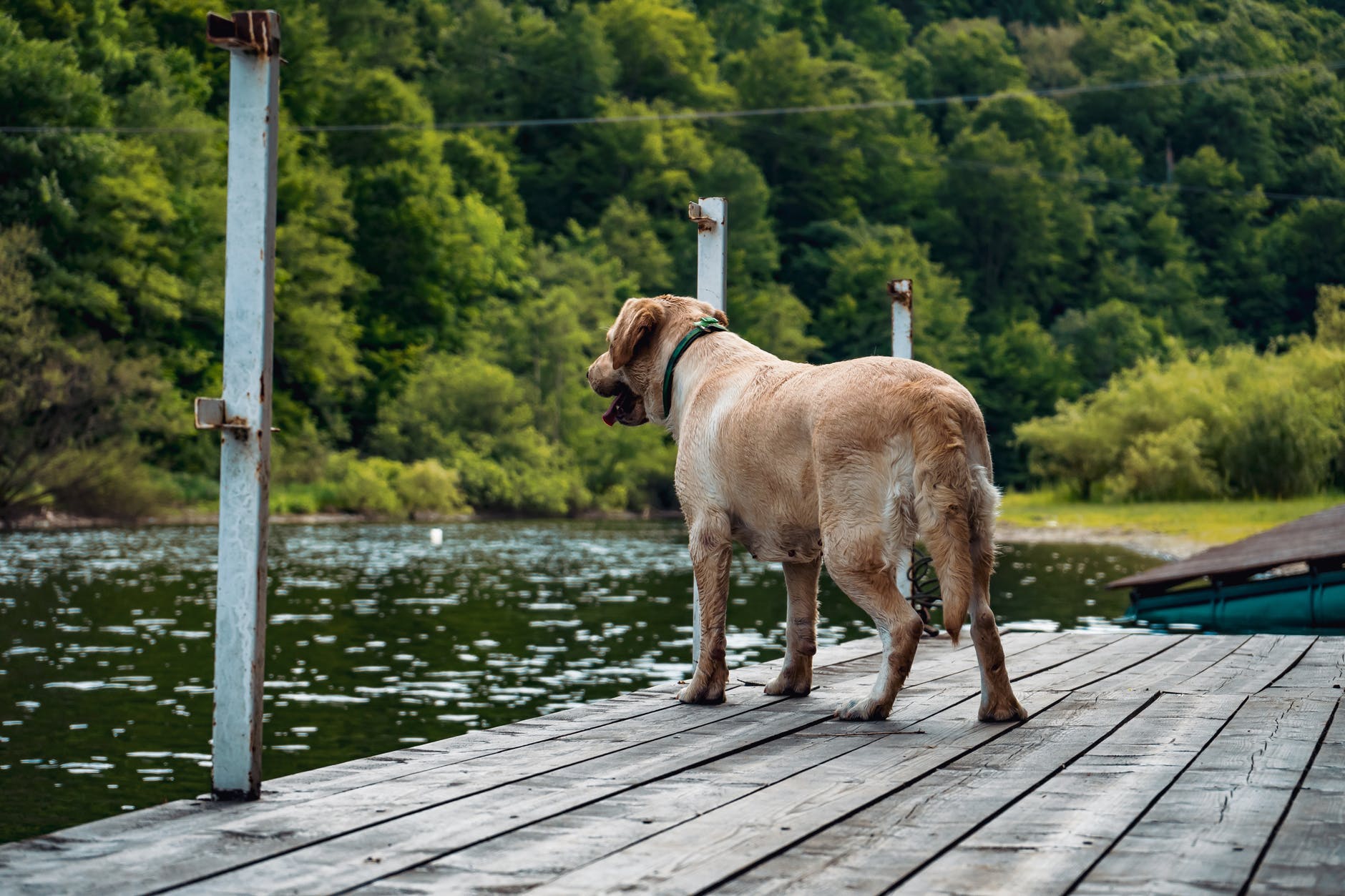 Algae Killing Dogs in Fresh Water Lakes