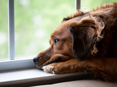 How to Help Pets Adjust to Life After Quarantine