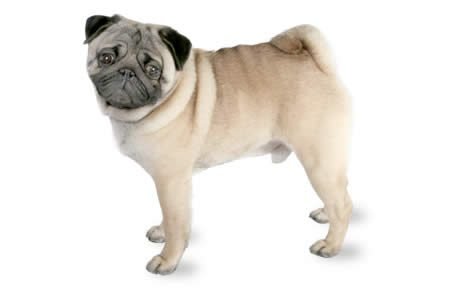 Pug in North Carolina tests positive for coronavirus, may be first for dog in U.S.